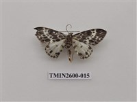 藏品(尺蛾114)的圖片